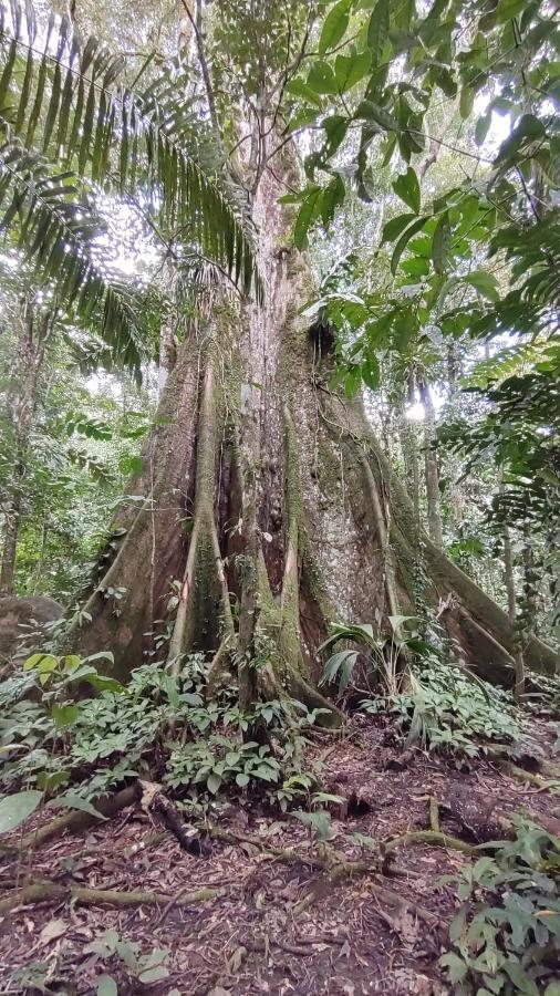 Cabanas Awana Río Arajuno المظهر الخارجي الصورة